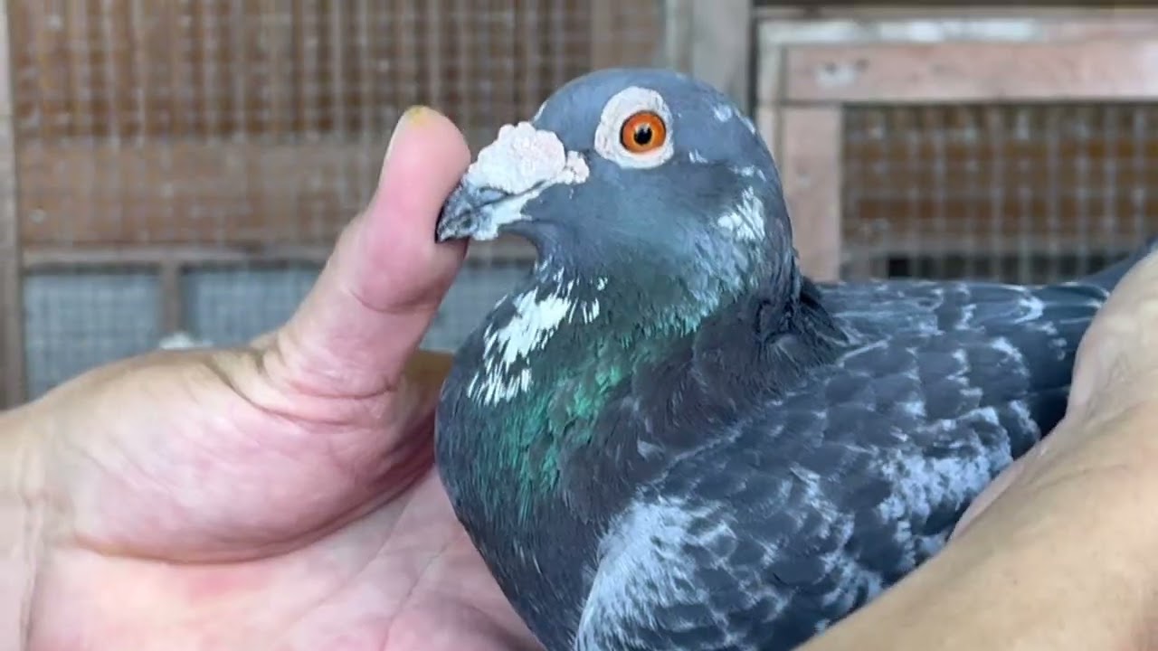 ⭐️狩俣鳩舎　訪問Part 3⭐️