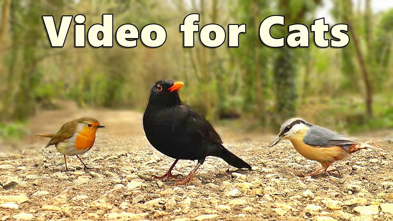 Videos for Cats ~ The NEW Ultimate Video for Cats to Watch / Cat TV ⭐ 8 HOURS ⭐