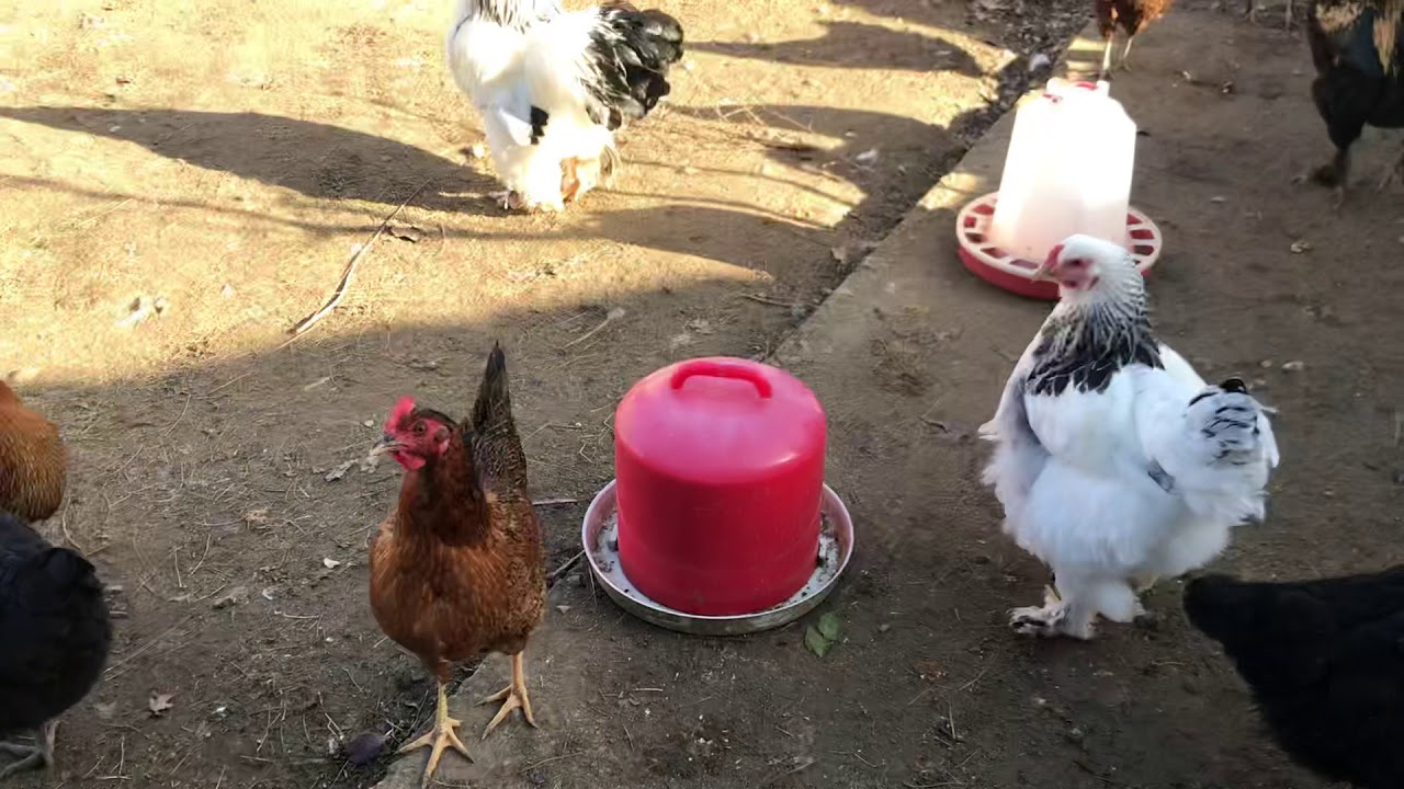 Tavuklara dadanan sansara kesin çözüm