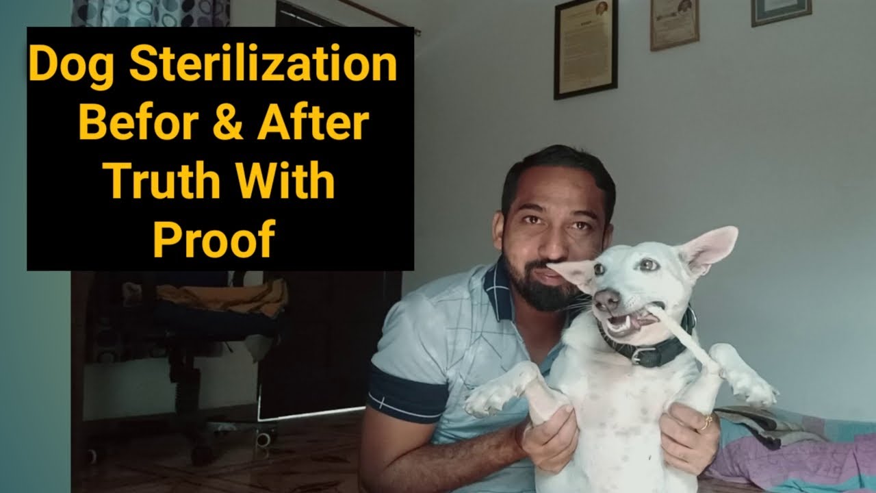 Dog Sterilization Before & After Truth | Full Information In Hindi | MG Vlog #5 |