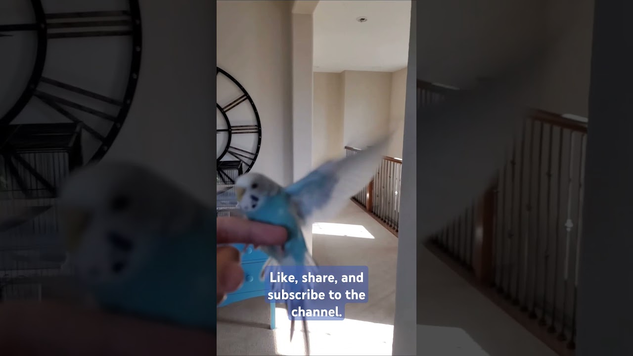Bird flying in slow motion. Watch parakeet Drina fly onto my finger in slow motion. Wings flapping.