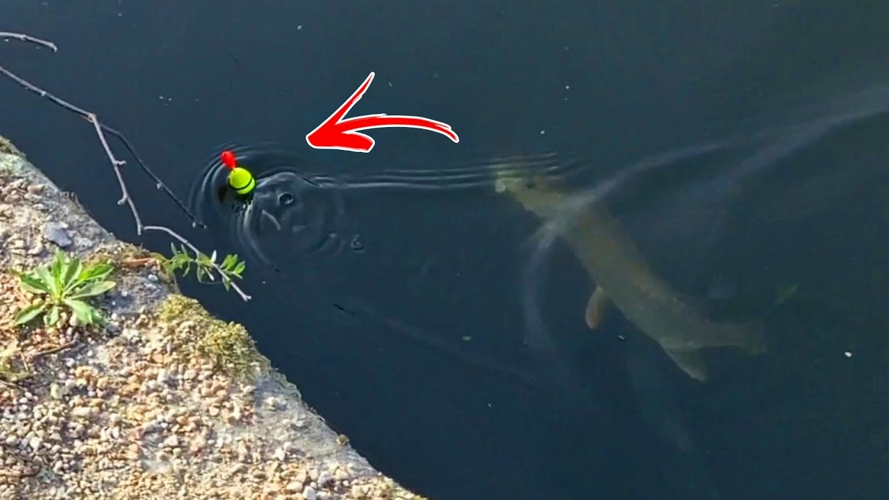 Des poissons FÉROCES coulent mon BOUCHON à mes PIEDS ! Pêche au vif #8