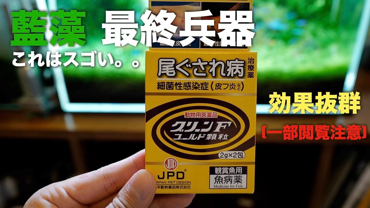 しつこい藍藻を一撃で駆除するアイテム紹介します