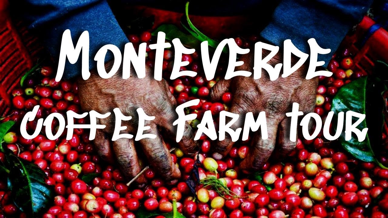 Life Monteverde Coffee Farm || A Costa Rica Coffee Plantation Tour