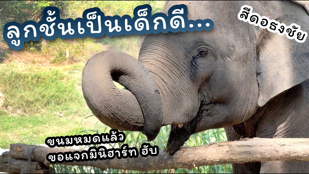 ตามติดชีวิตช้าง Daily Live 30 ม.ค. 2568 สีดอธงชัย ทำอะไรน่ะ!!!