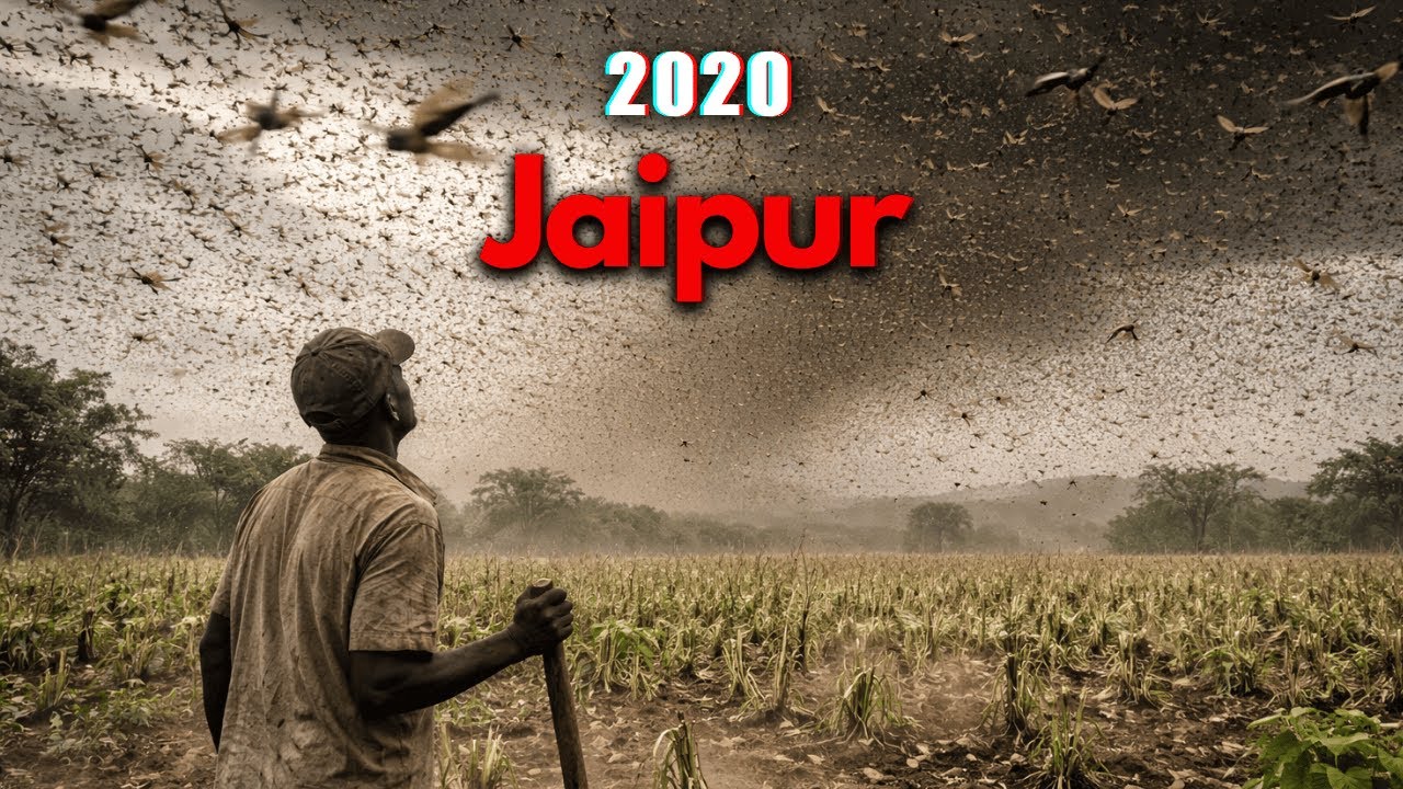 The Day Millions of Locusts INVADED Jaipur - India's Biblical Plague
