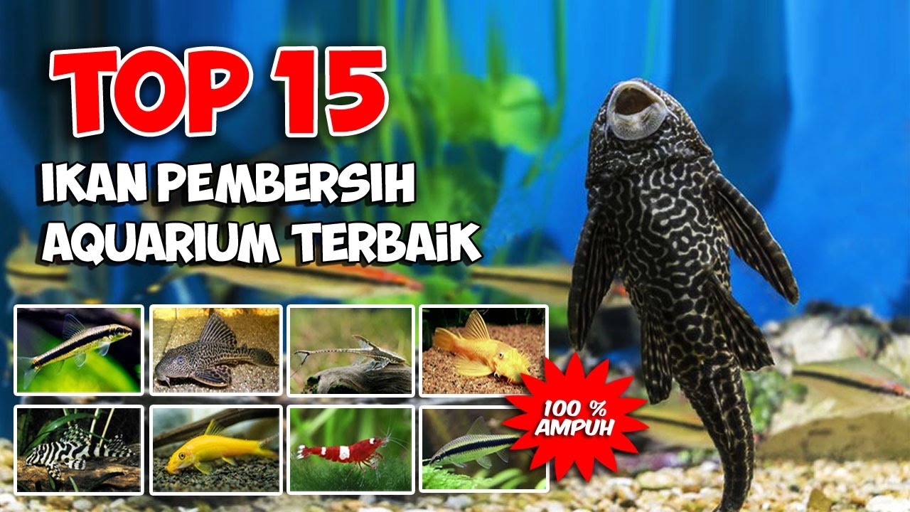 15 Ikan Terbaik Pemakan Lumut, Alga dan Pembersih Kotoran Ikan