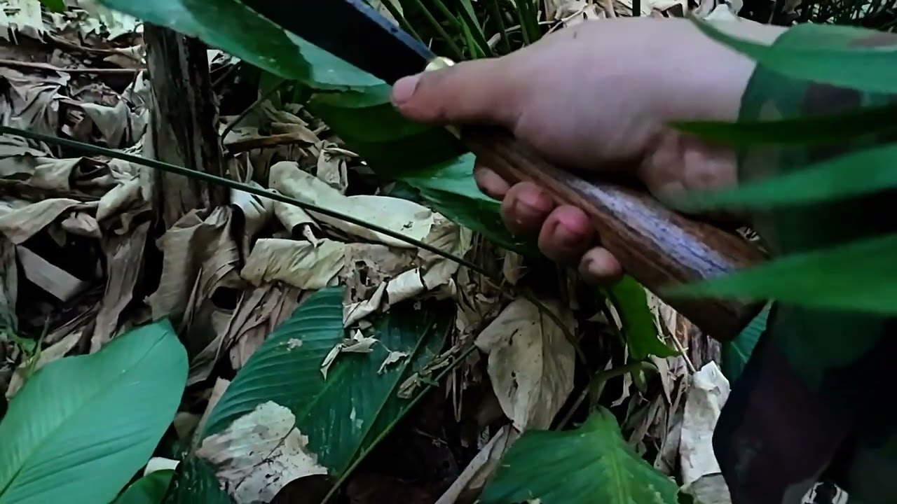 LÁ DONG GÓI BÁNH CHƯNG TẾT