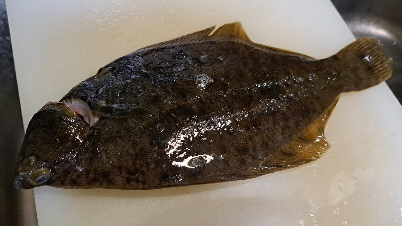 2026年戻りガレイ調査①🎣