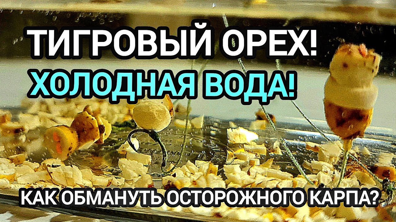 Как обмануть осторожного карпа? Тигровый орех! Холодная вода!