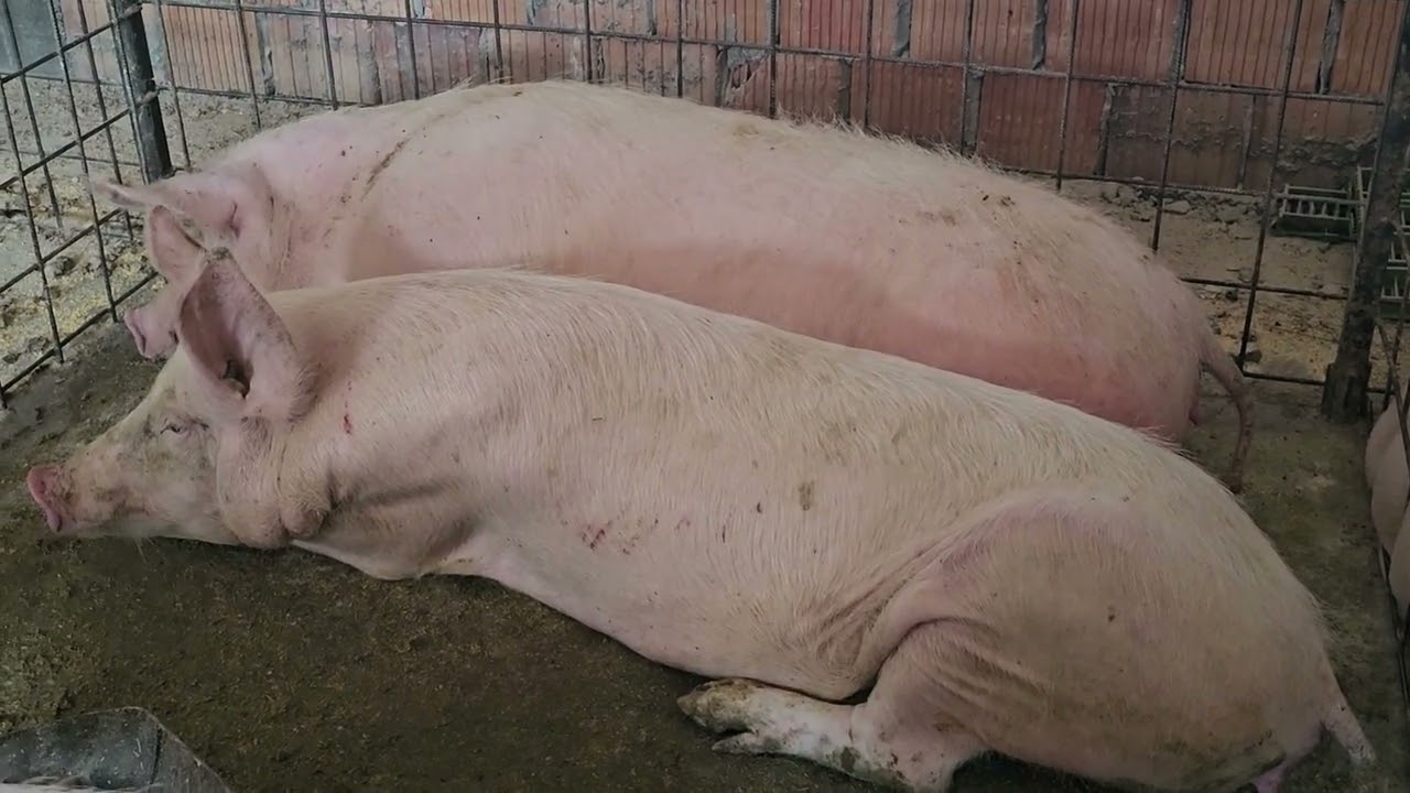 Farma Davidović se oporavlja nakon velikog požara