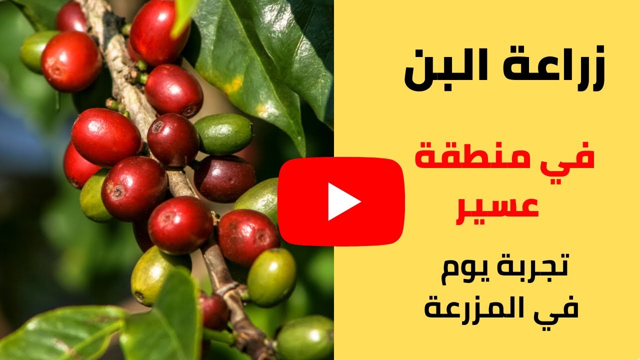 زراعة البن في السعودية، بمنطقة عسير
