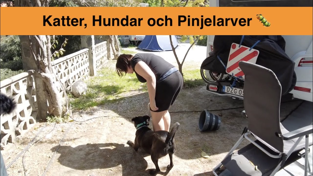 Vardag i Almu&ntilde;&eacute;car, Spanien med husbil, hund och kortbyxor - 2021-04-03