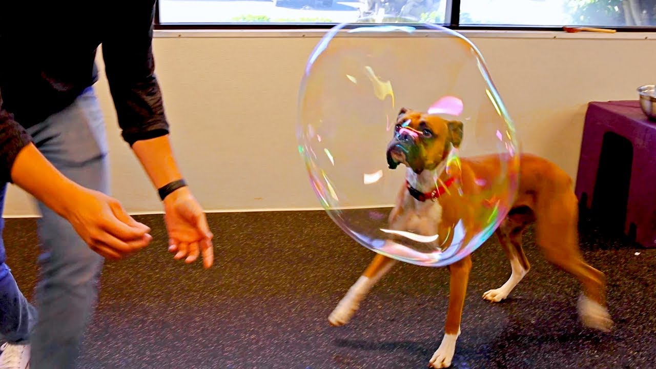 Making Giant Bubbles for Dogs!