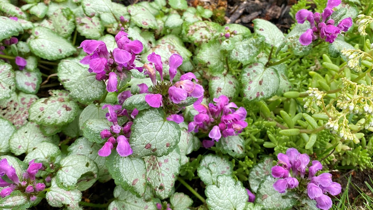 After Bloom Care and Improvement For Lamium Border (4K) - July 19, 2023