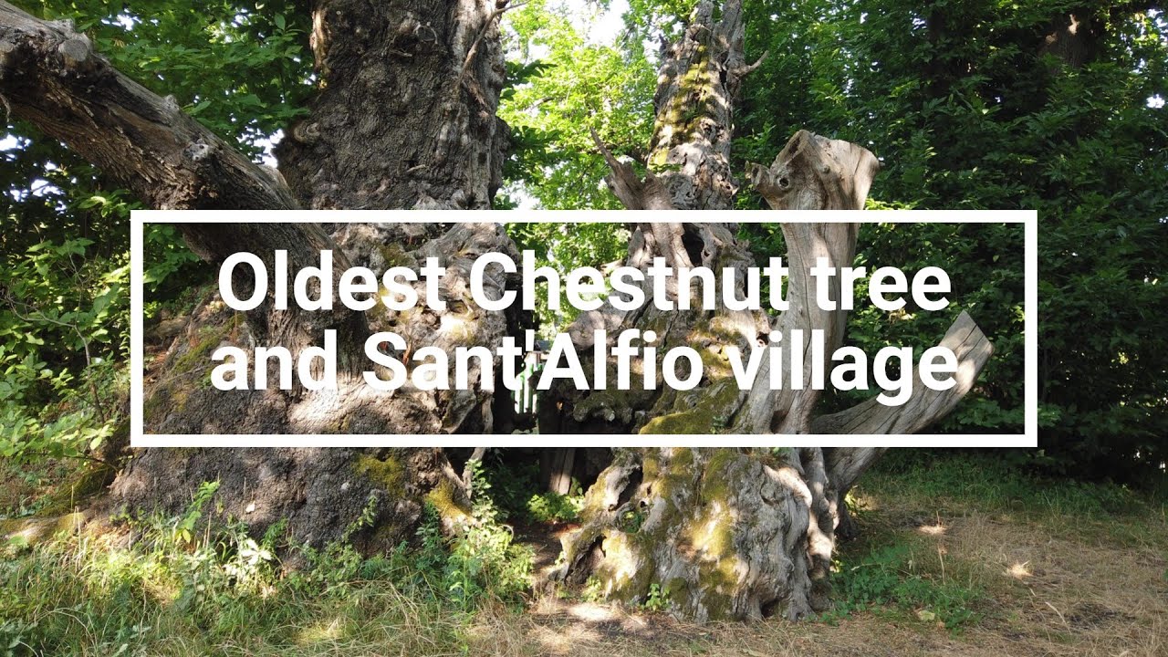 Sicilian Nature | World's oldest Chestnut tree & Sant'Alfio village