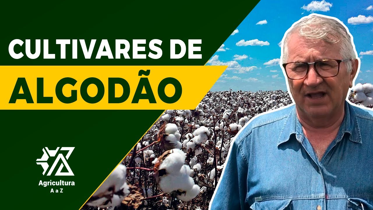 PRINCIPAIS CULTIVARES DE ALGODÃO NO BRASIL