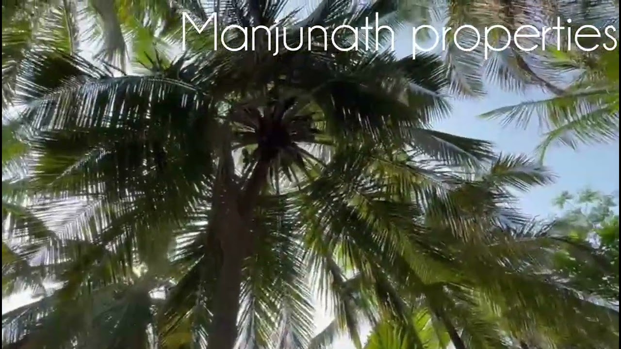 ID#639 13 gunta🌴🌴 coconut farm land Red Soil West facing property visiting charges 1000rs