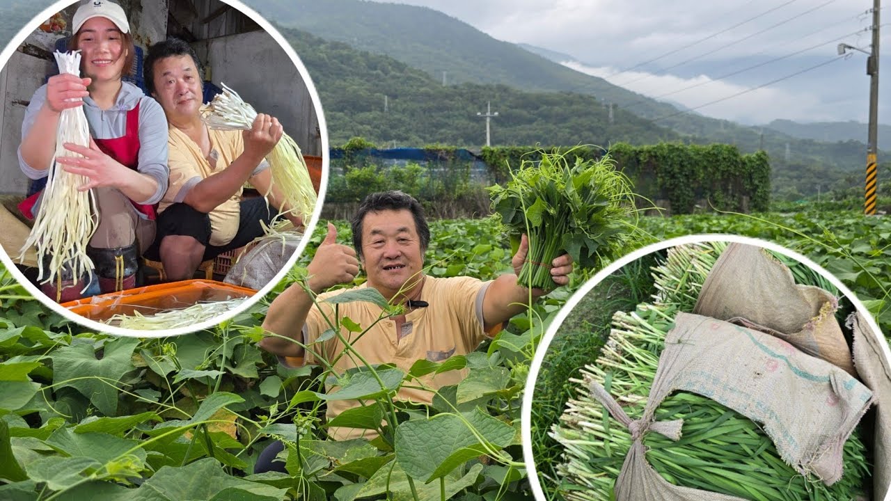 花蓮｜謝舜治｜龍鬚菜 韭菜 白韭菜｜