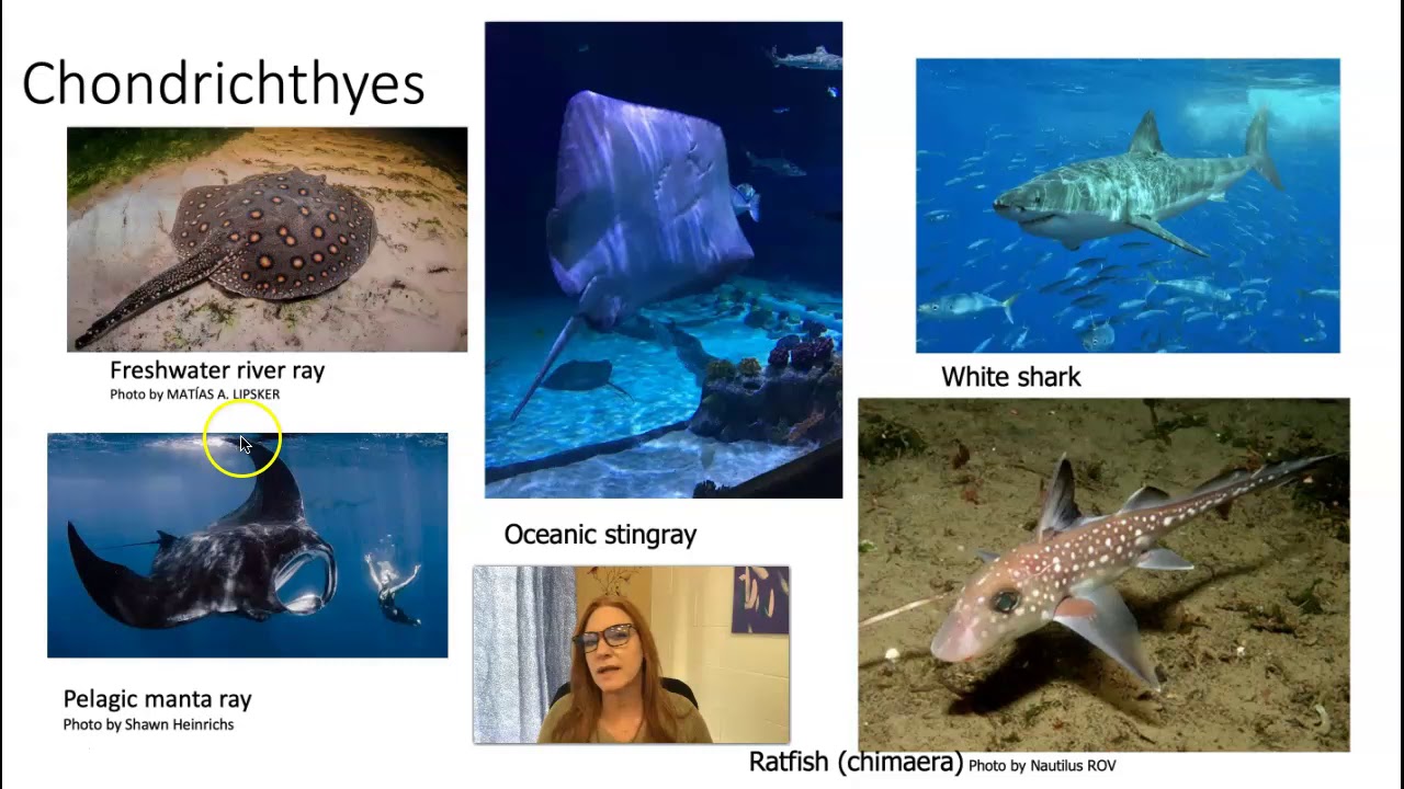 Class Chondrichthyes (Zoology)