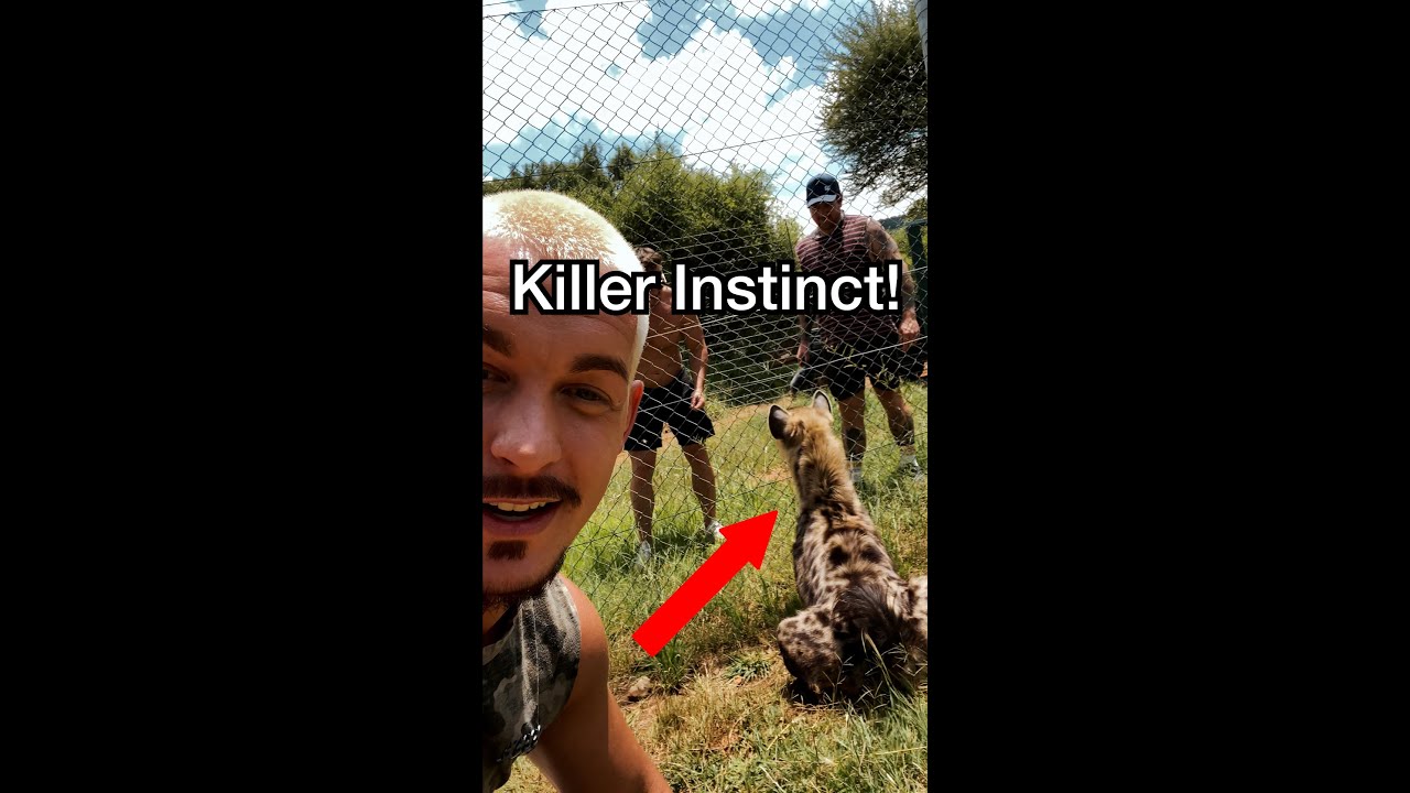 HOW DO YOU SEE IF A HYENA WANTS TO KILL YOU? 😱😳 #shorts