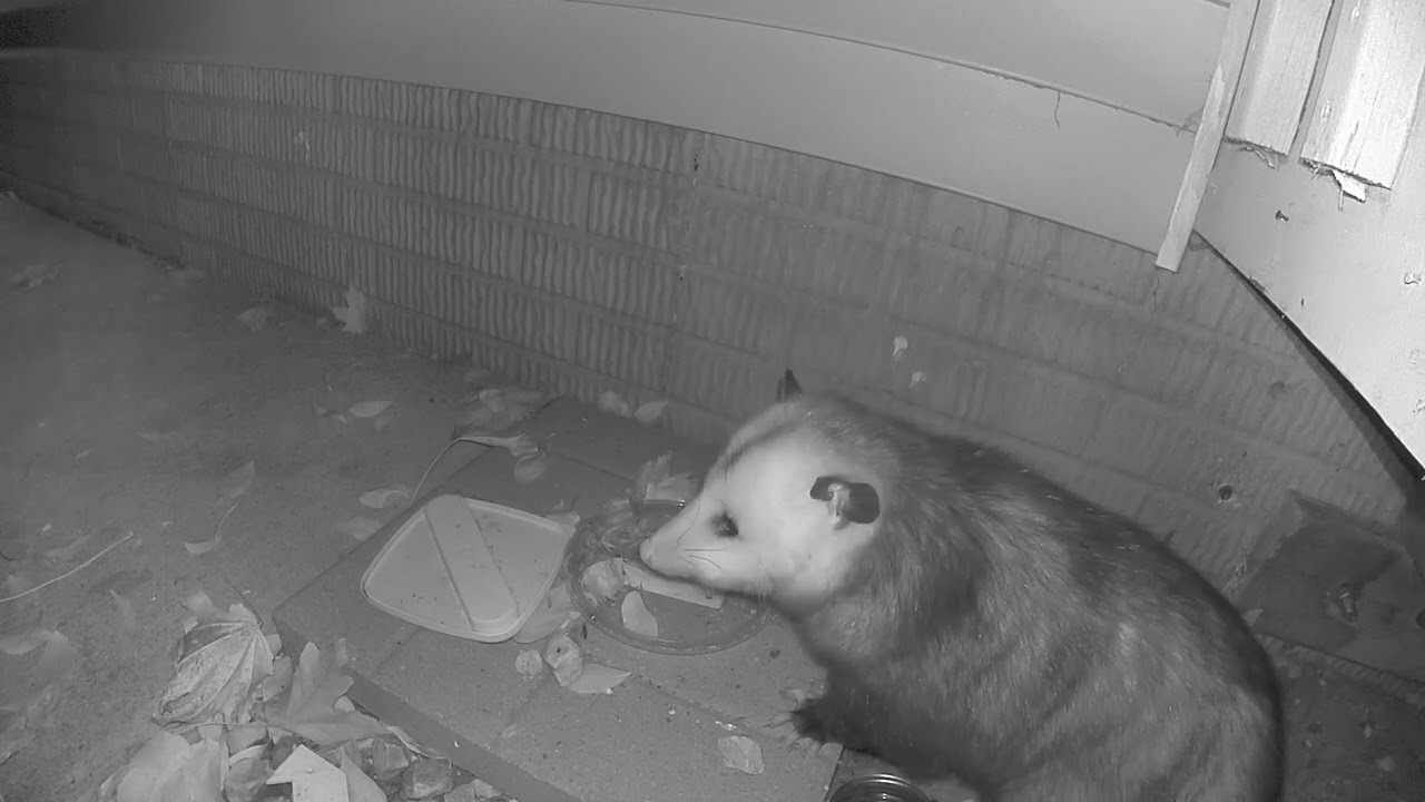 Oppossum Eating Meal Worms