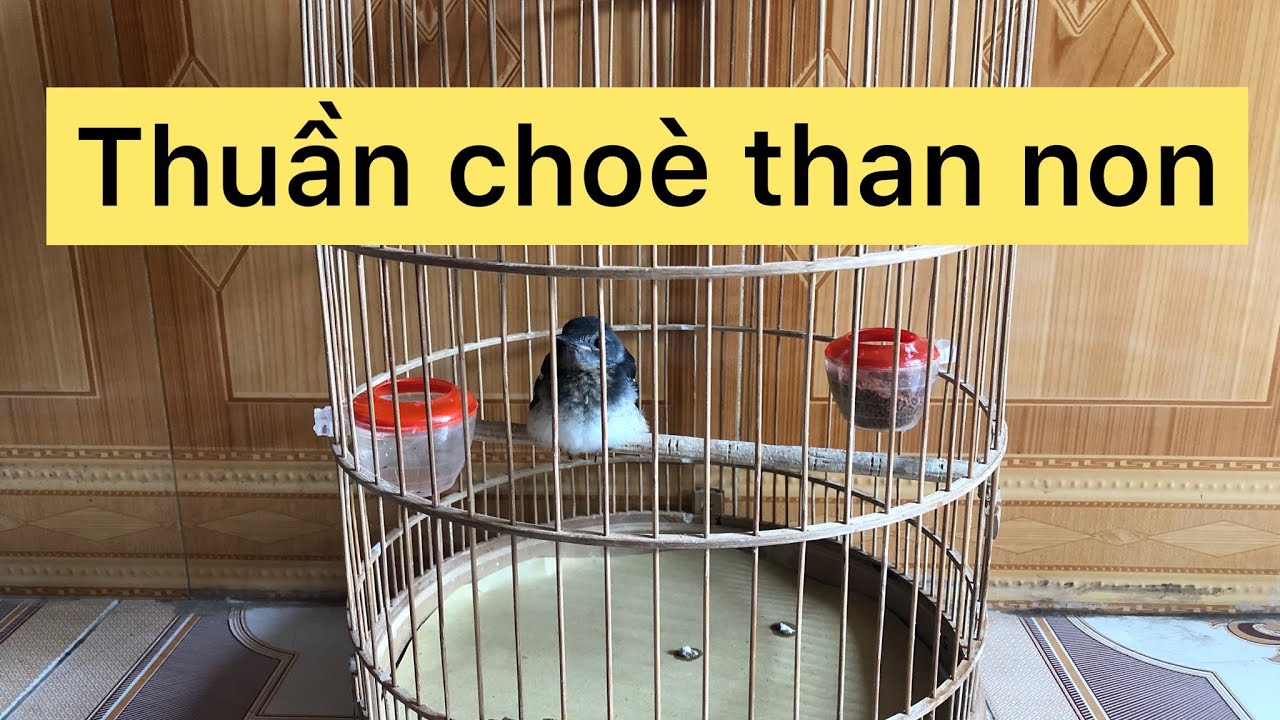Chia sẻ cách thuần choè than non bạo người, và cách chăm sóc tốt nhất
