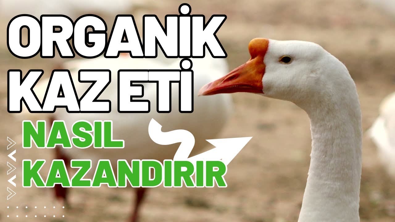 Kaz Eti Nasıl Kazandırır