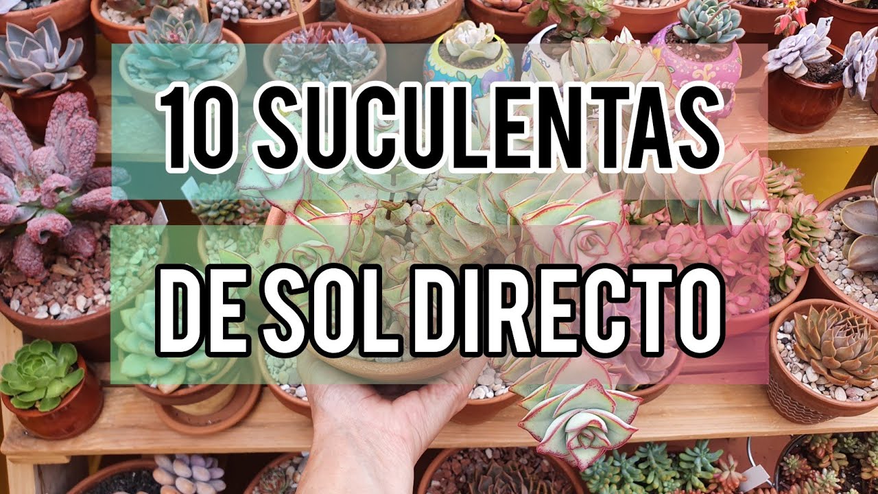 10 Suculentas de sol directo/ Jard&iacute;n Suculento