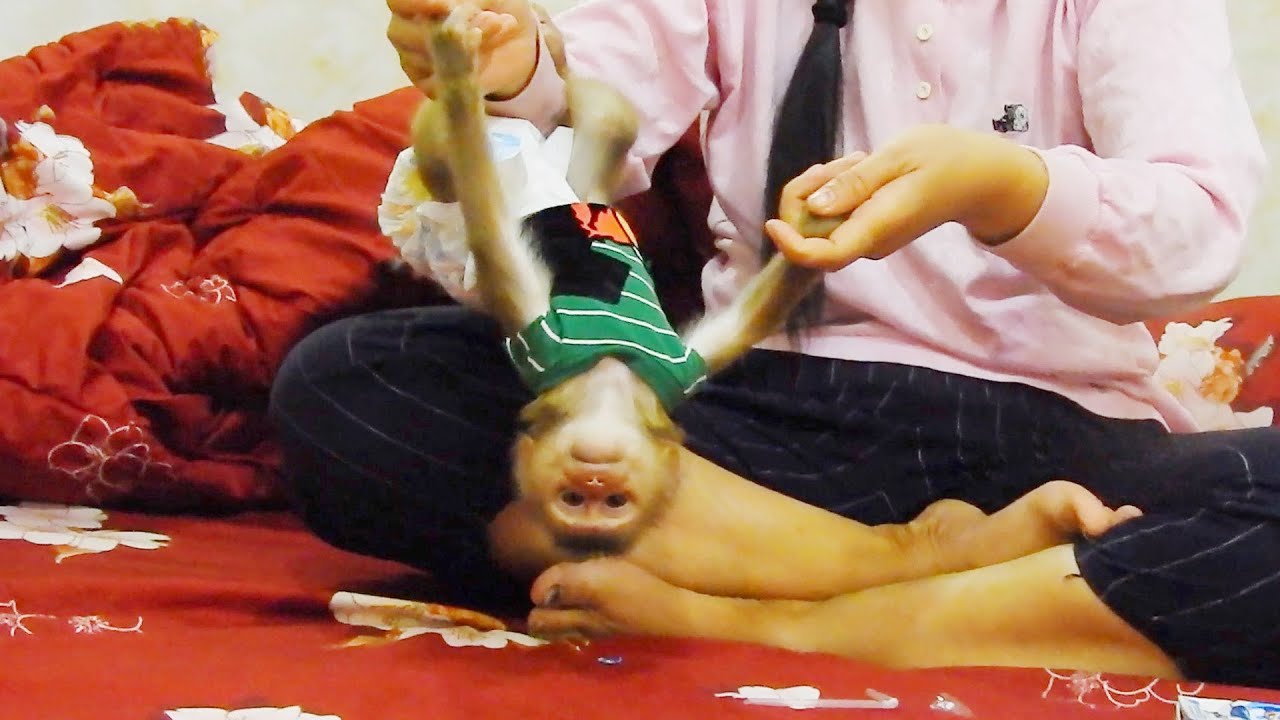 Monkey Allen | Alan 😍💖 is playing with her mother on the mattress