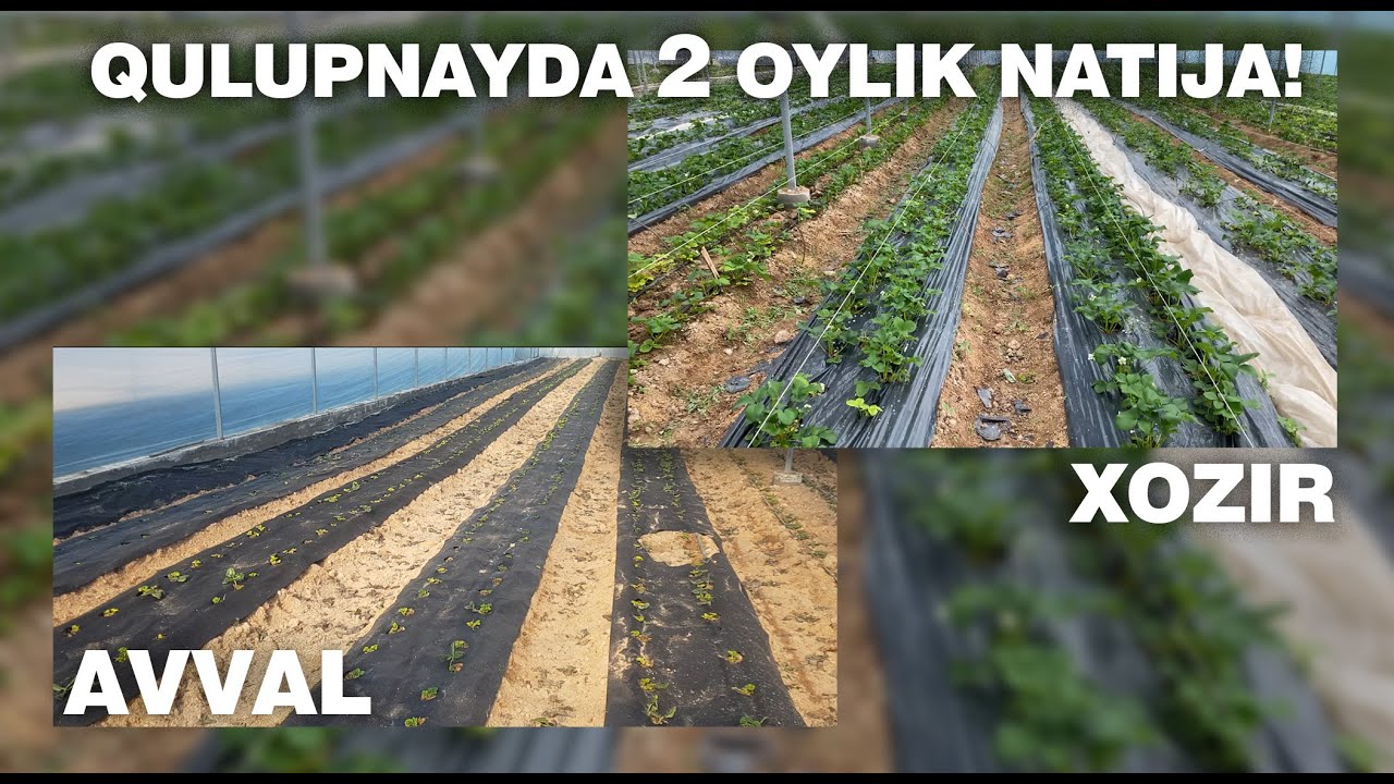 Qisqa vaqtda qulupnay yetishtirishni samarali natijasi! Avvalgi va Xozirgi xolat