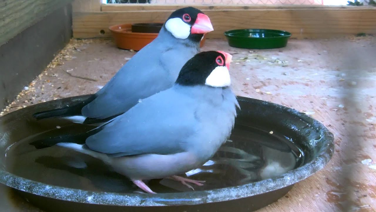 Java Sparrows Taking A Bath