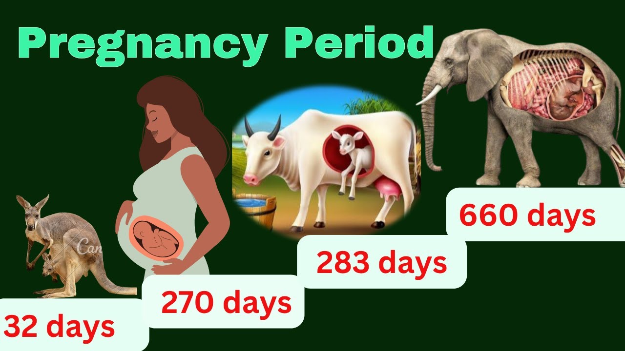 Pregnancy Period of Animals // From Shortest to Longest