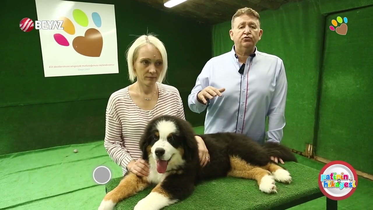 Bernese Mountain Dog Karakteri, Eğitilebilirlik Durumu, Yaşam Koşulları, Çocuklarla İletişimi, Bakım