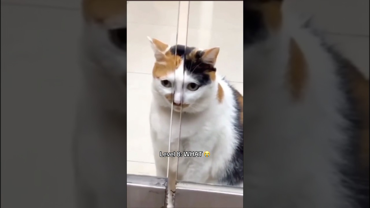 Does your cat go to weird places? #cat #cats #funnycats #kitten #cute #tiktok #fyp #shorts