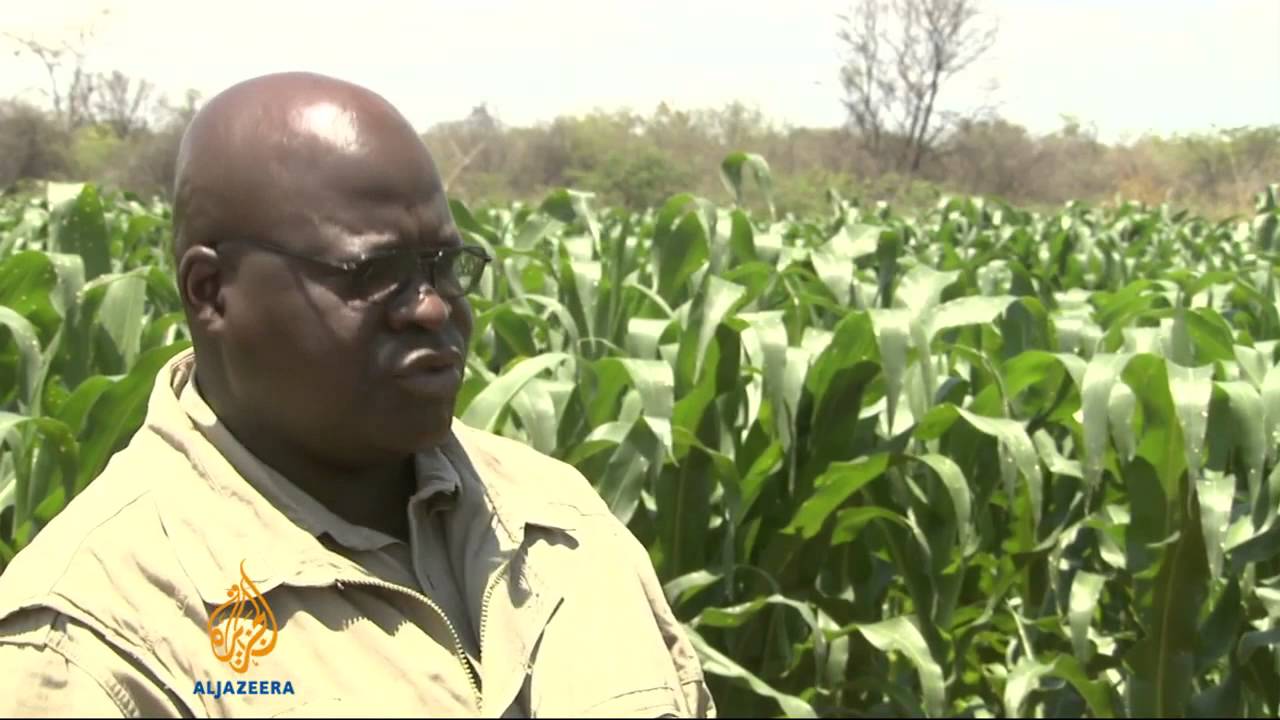 Mistrust plagues Zimbabwe farming