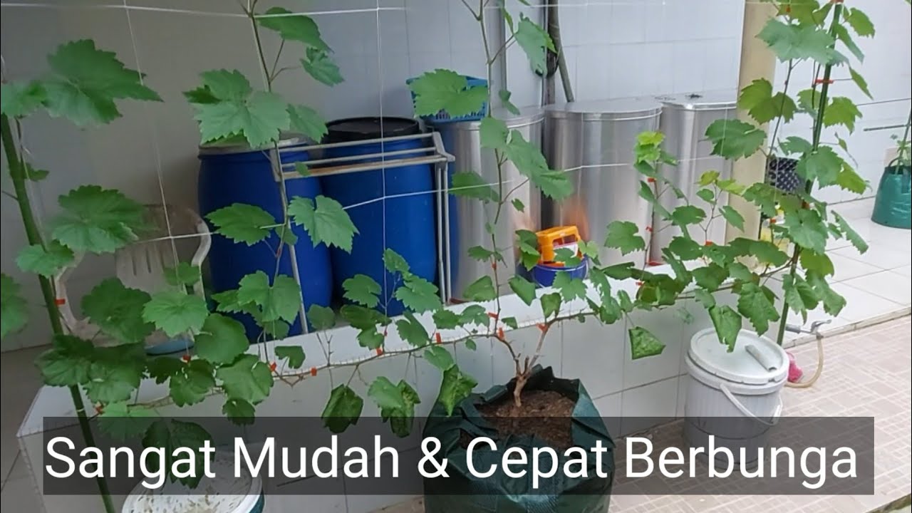 Sangat Mudah dan Cepat Berbunga, Anggur Import Veles, dan Sangat Cepat Pertumbuhannya Part#2