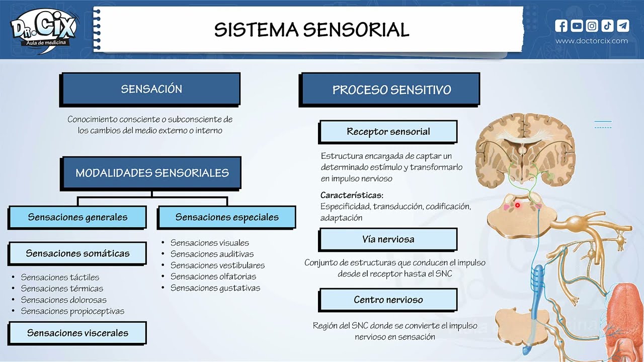 SISTEMA SENSORIAL || Estructura y función