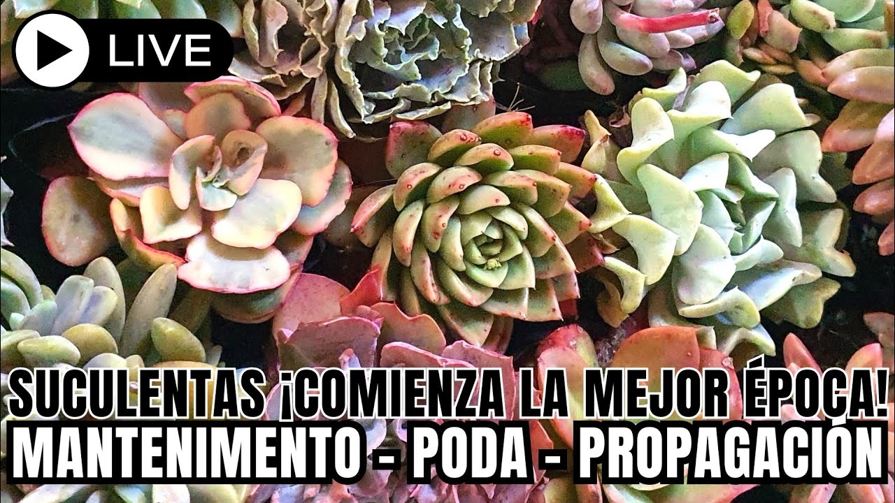 SUCULENTAS ¡COMIENZA LA MEJOR EPOCA! mantenimiento - poda - propagación