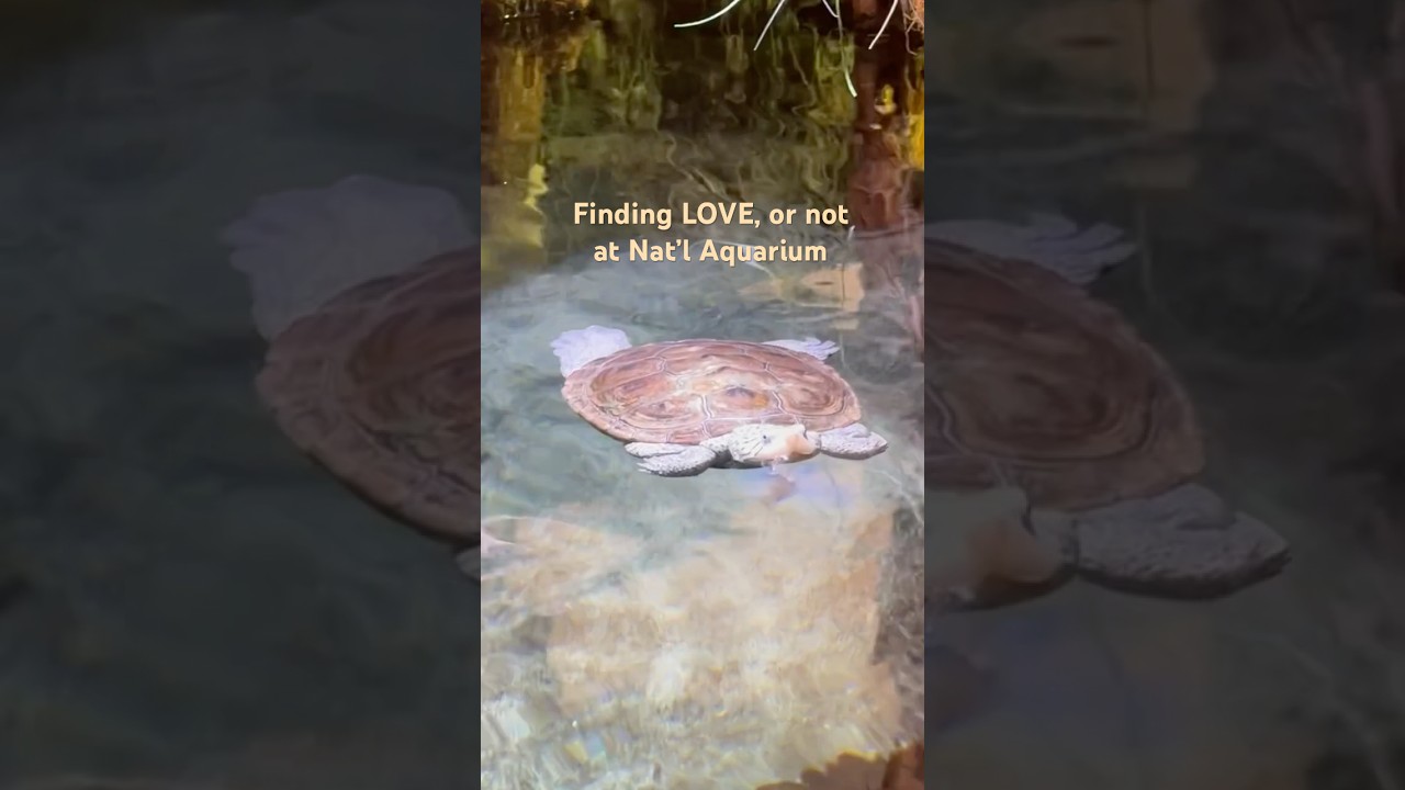 Explore the Amazon Rainforest at the Nat’l Aquarium  