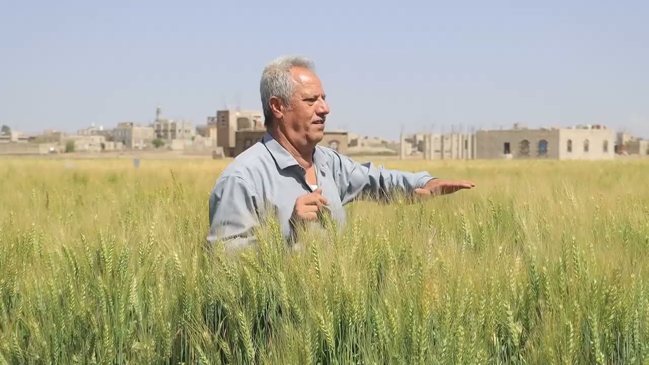 برنامج صيانة بذور القمح: خطوة نحو مستقبل غذائي مستدام في اليمن
