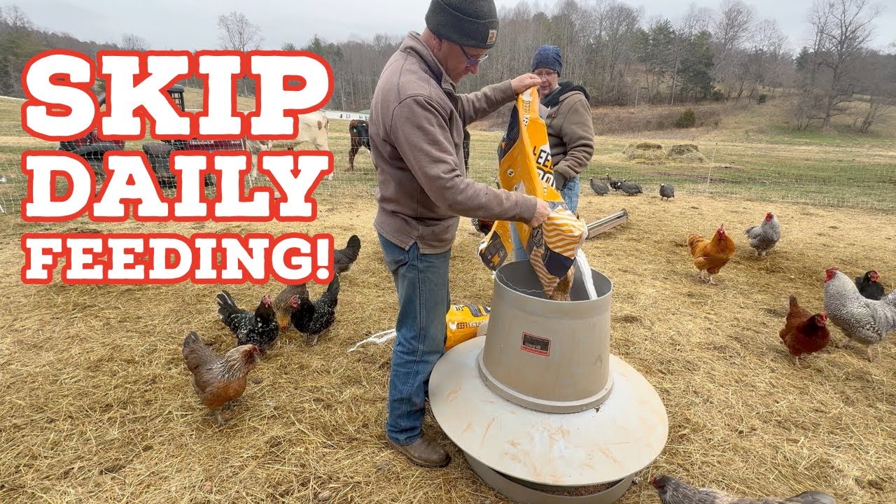 Stop Feeding Your Chickens Every Day! (Do THIS Instead)