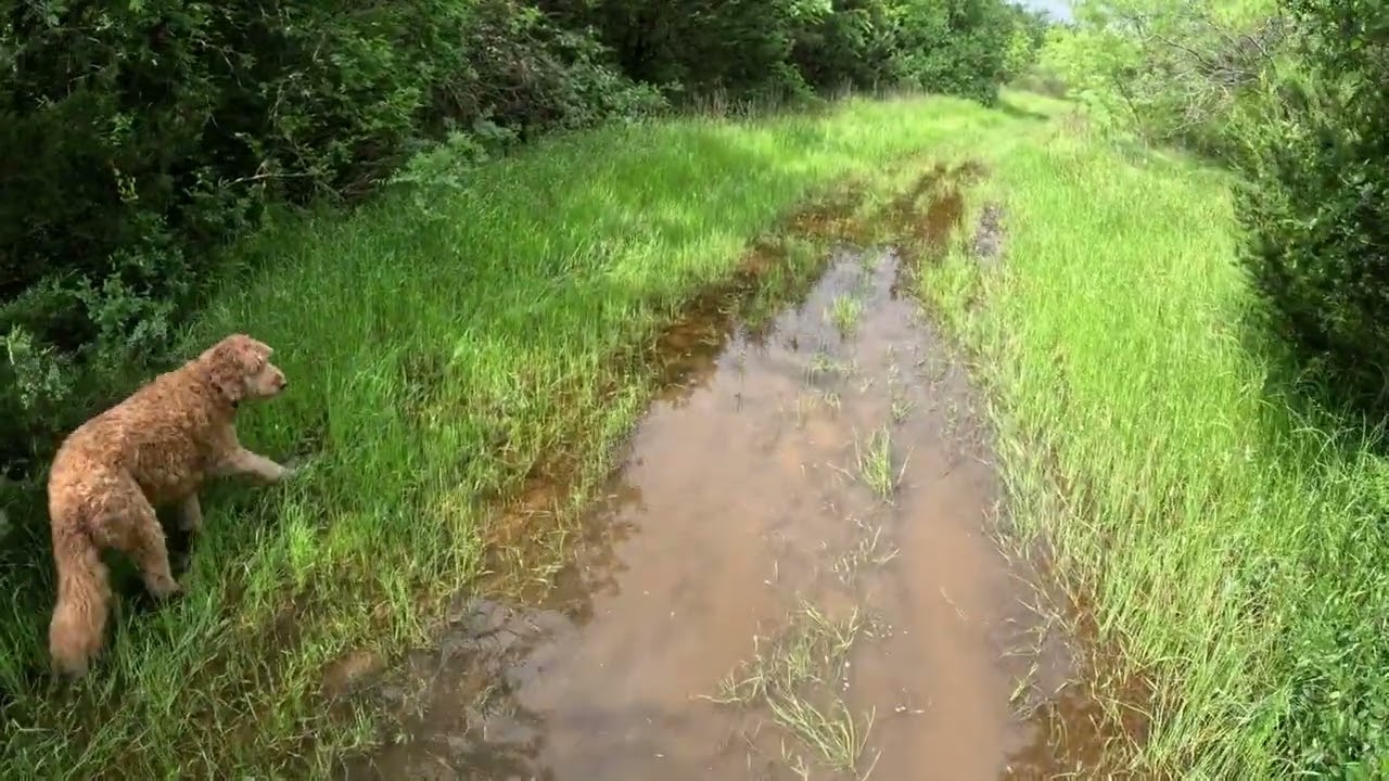 2025-05-10 Wet Walk: Lake Parks West Trail, Grand Prairie, TX