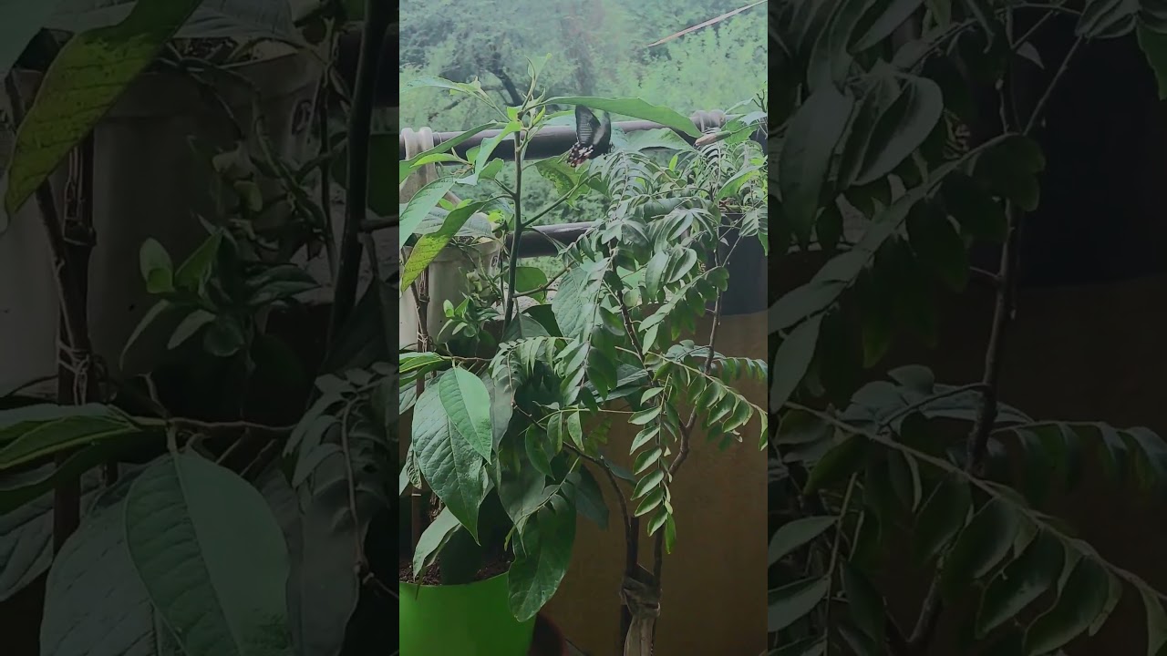 Nature's bliss in my terrace garden