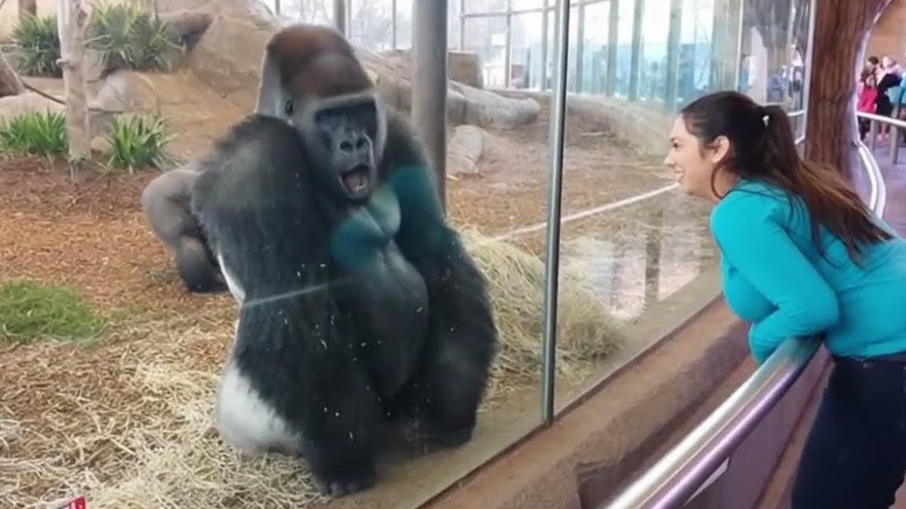 Try Not To Laugh The Most Expressive Gorilla Moments 😂🐵