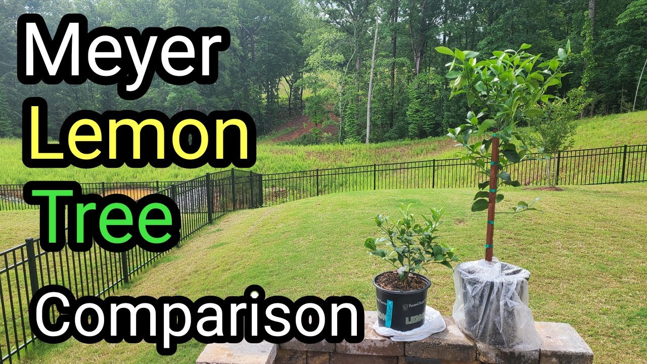 Meyer Lemon Tree Comparison