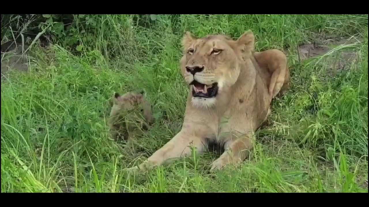 MISSING Nkuhuma Pride Chelas 3 Cubs Missing