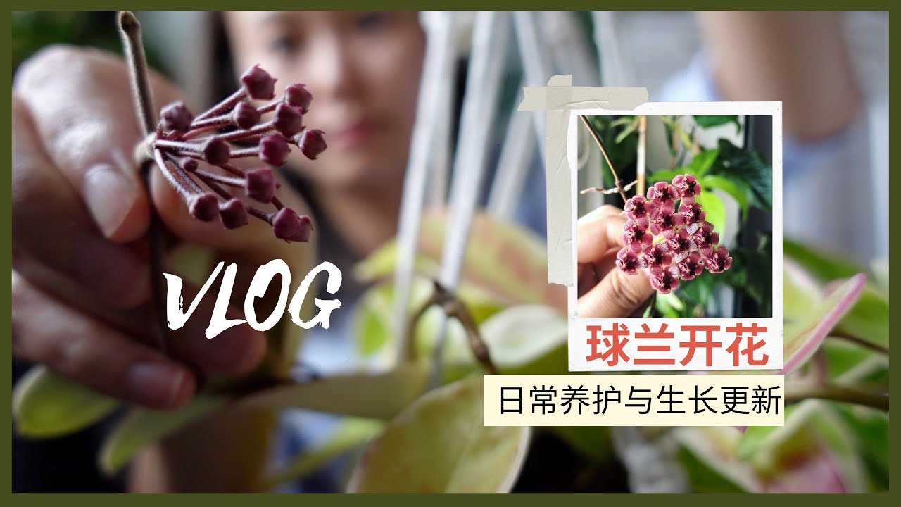球兰终于开花了！🌸｜球兰日常养护与生长分享｜Updates on my Hoyas