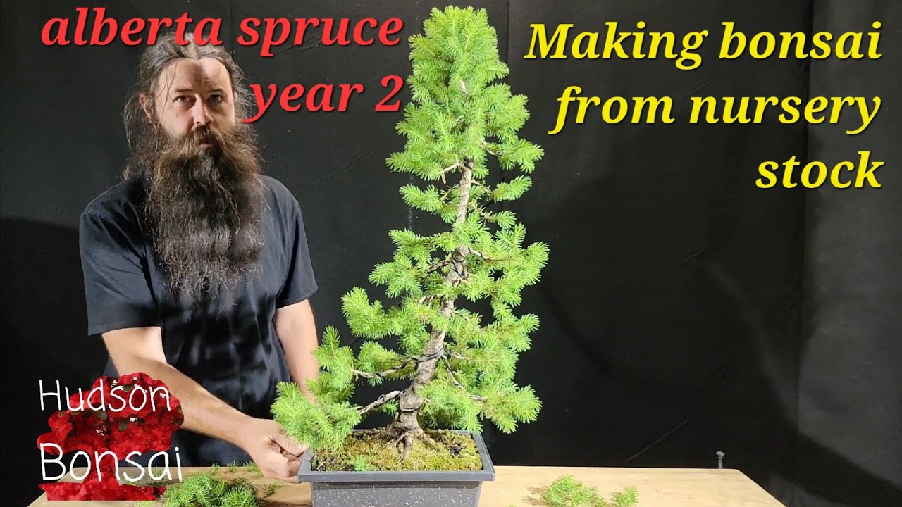 Making bonsai from alberta spruce nursery stock.