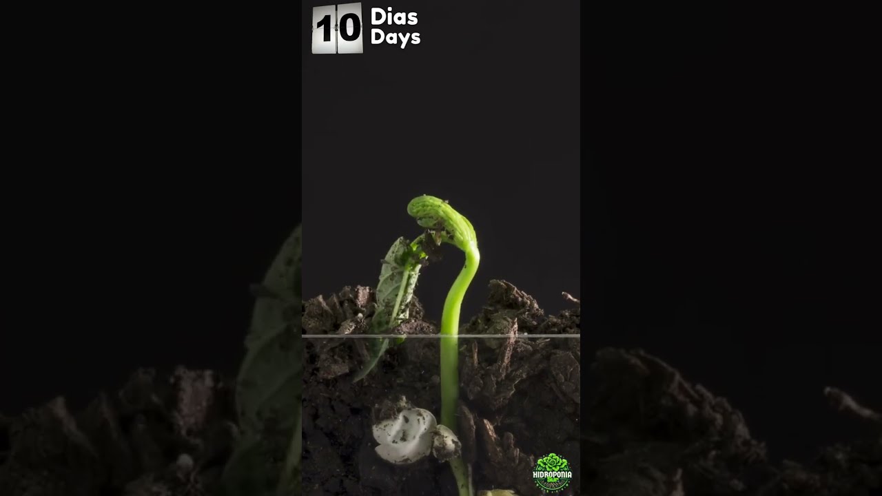 Crecimiento de Frijol 🌱 time lapse #agriculturainnovadora #plantas